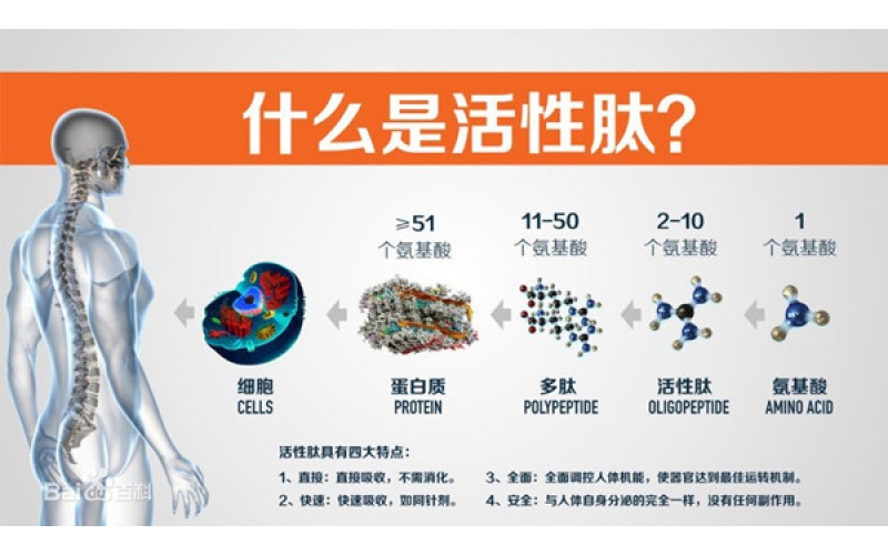 肽，對(duì)身體的十大益處